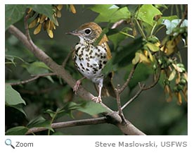 Wood Thrush